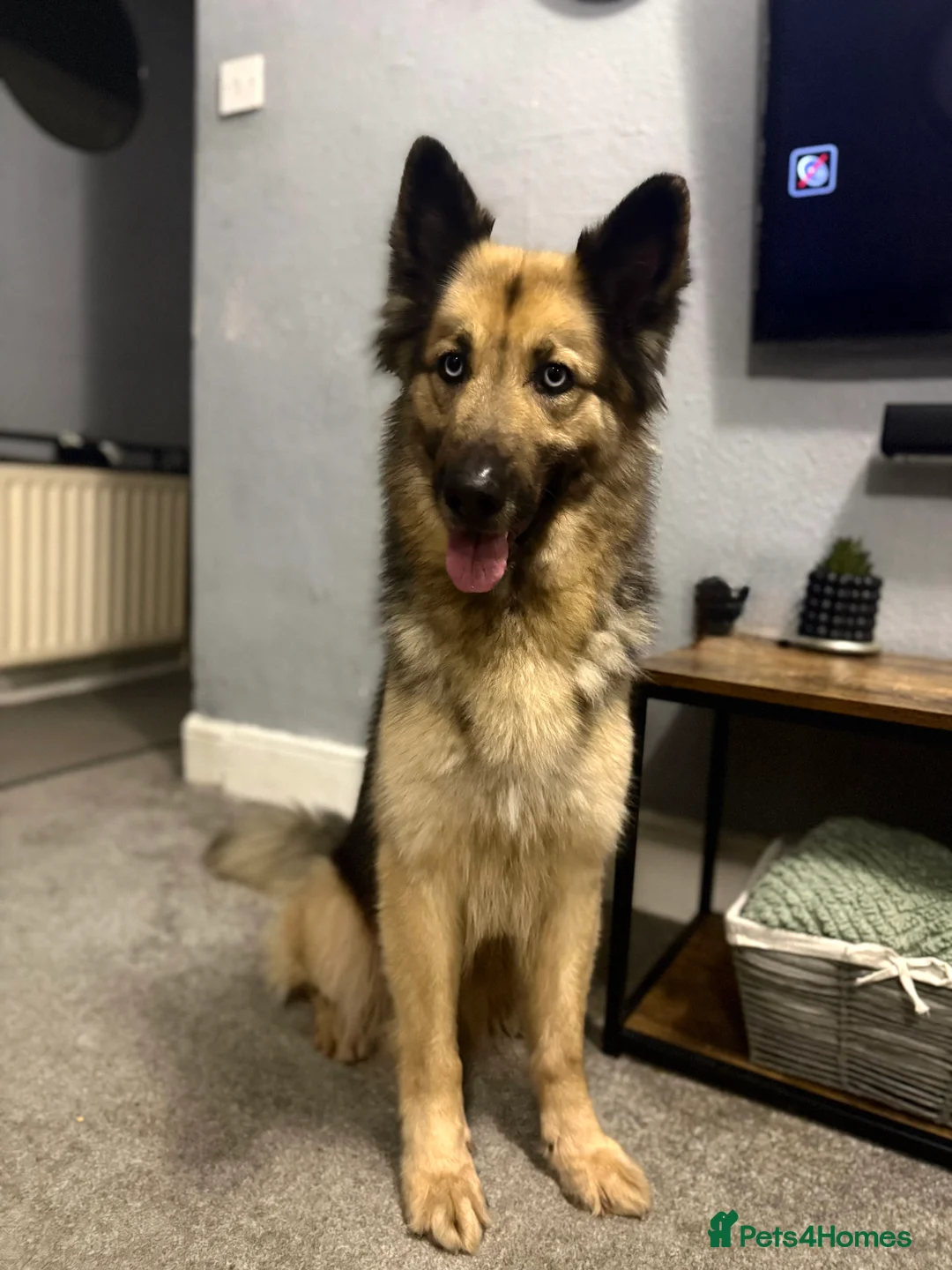 German Shepherd dogs for sale: German shepherd  - Advert 1