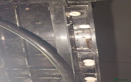 Gecko reptiles for sale: Mourning Gecko hatchlings. - Image 22