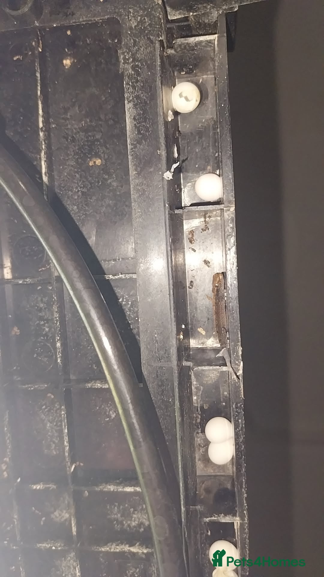 Gecko reptiles for sale: Mourning Gecko hatchlings. - Image 22
