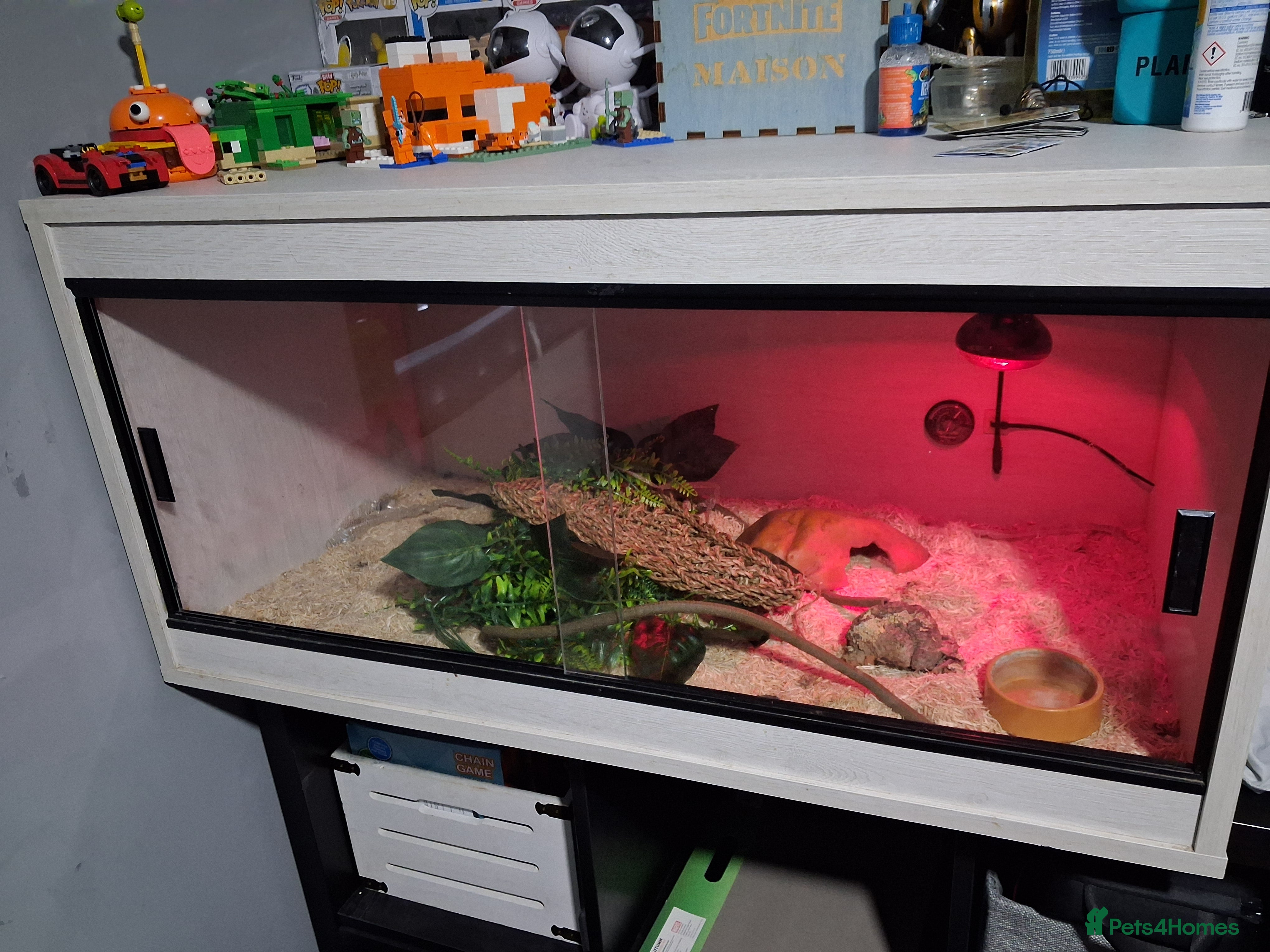 Corn Snake reptiles Corn snake with set up - Advert 4