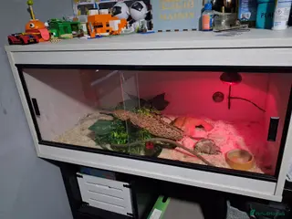 Corn Snake reptiles Corn snake with set up - Advert 4