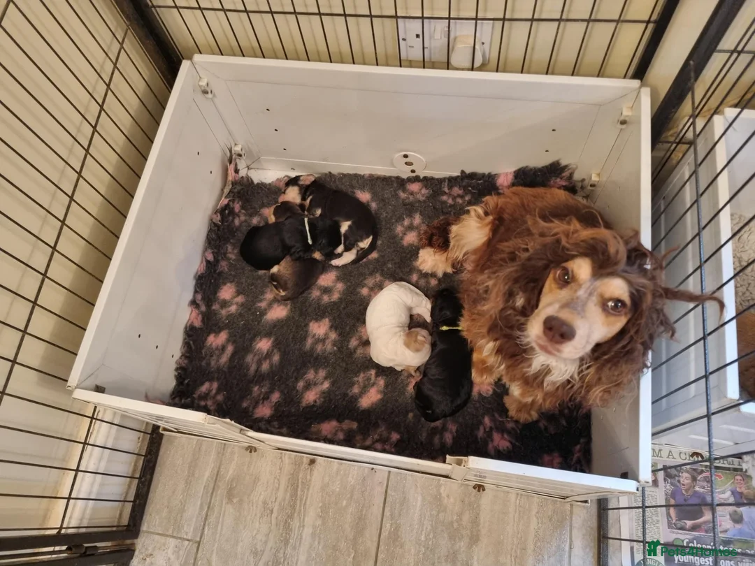 Cocker Spaniel dogs for sale: Stunning Health Tested Cocker Spaniels  - Advert 2