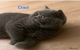 British Shorthair cats for sale: GCCF Registered British Shorthair Girl - Image 13