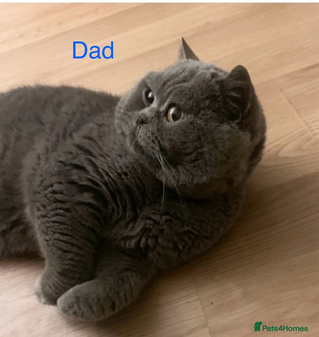 British Shorthair cats for sale: GCCF Registered British Shorthair Girl - Image 13