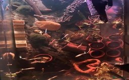 Other/Mixed Breed fish for sale: guppys - Advert 2