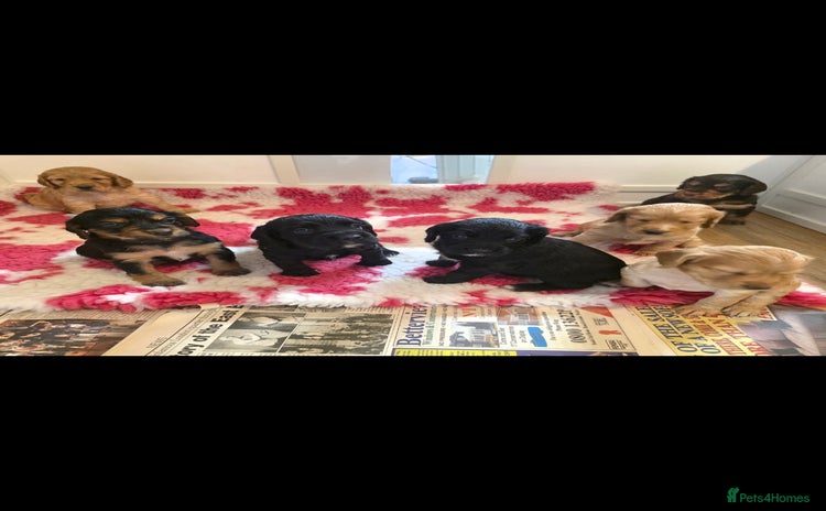 Cocker Spaniel dogs Working Cocker Spaniel Puppies - Advert 14