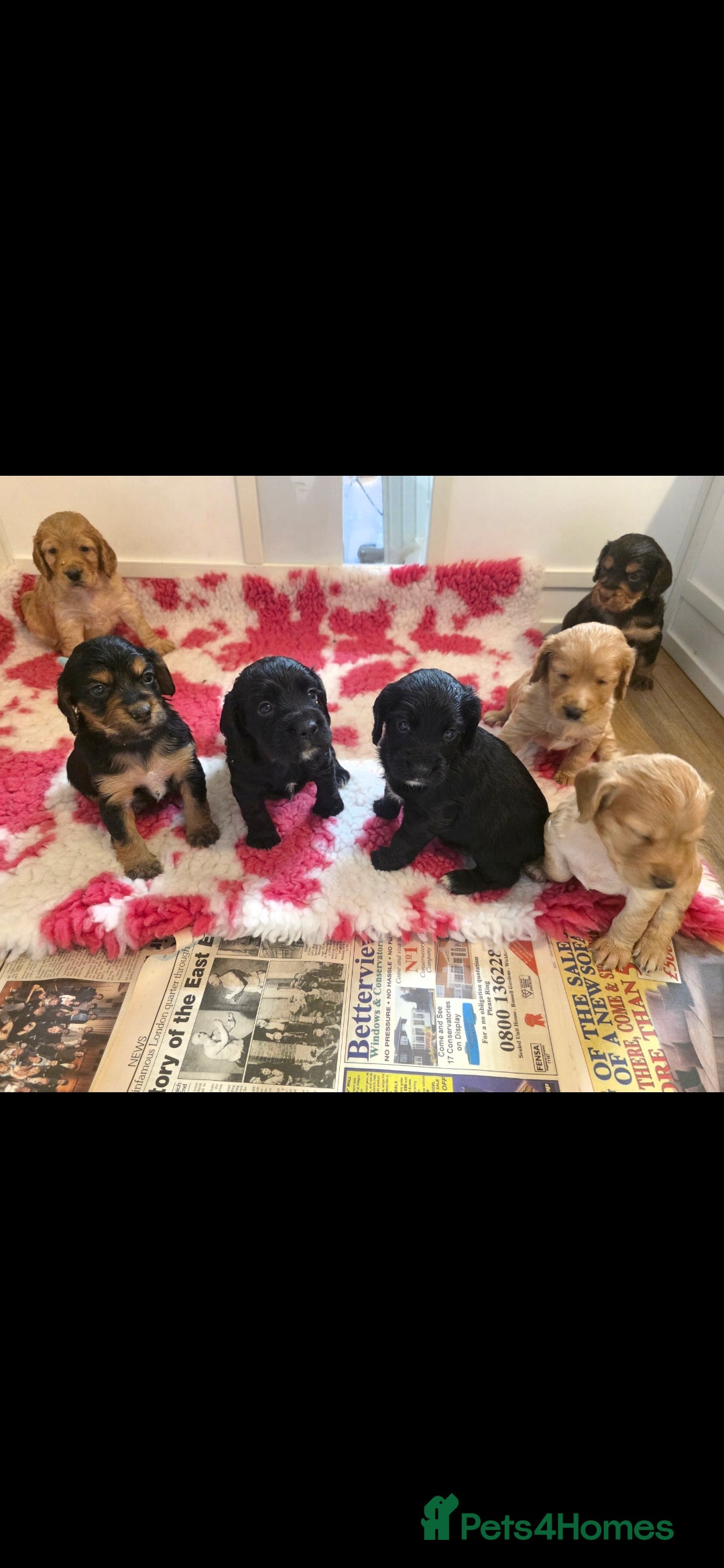 Cocker Spaniel dogs for sale: Working Cocker Spaniel Puppies - Image 14