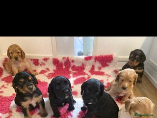 Cocker Spaniel dogs Working Cocker Spaniel Puppies - Advert 5