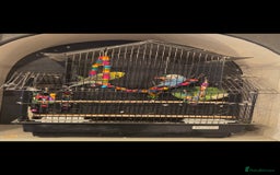 Budgerigars birds for sale: Pair of buggies - Image 2