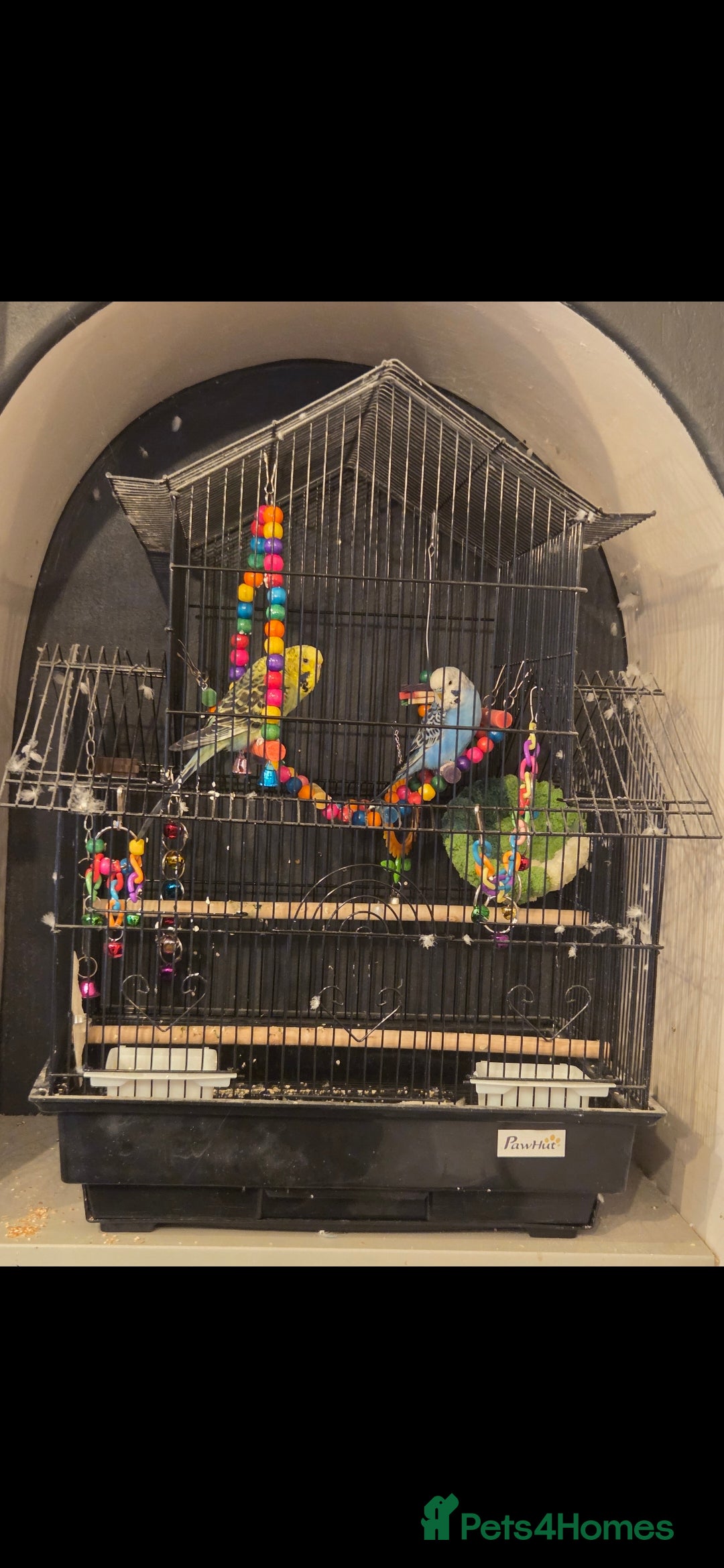 Budgerigars birds for sale: Pair of buggies - Image 2