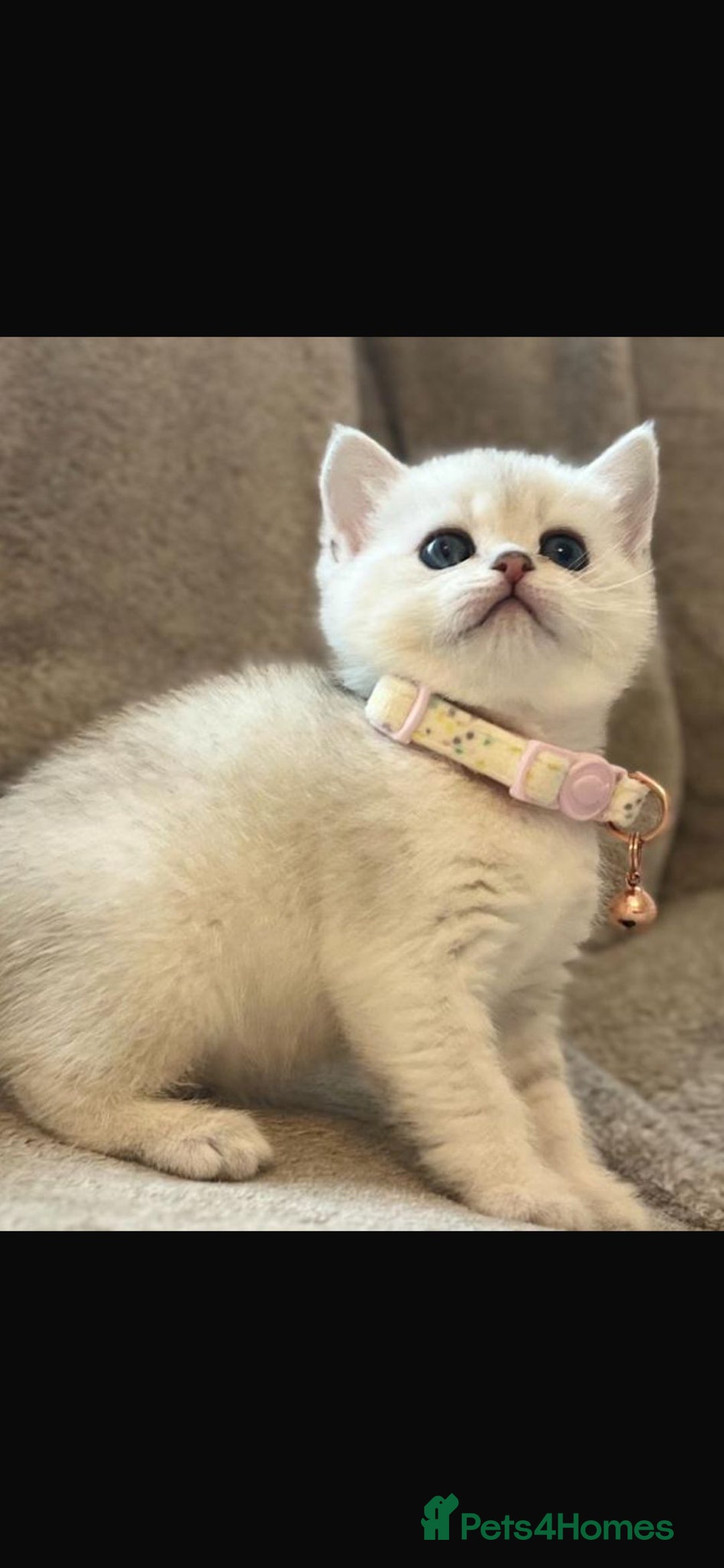 Scottish Fold cats for sale: Beautiful Scottish Straight Kittens - Advert 27