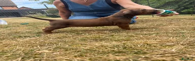 Rhodesian Ridgeback Male