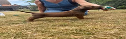 Rhodesian Ridgeback dogs for sale: Rhodesian Ridgeback Puppies born 21st June 2026 - Advert 10