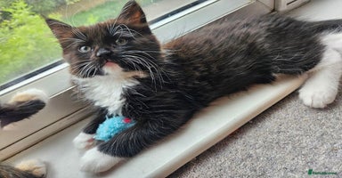 Mixed Breed cats - Advert 7