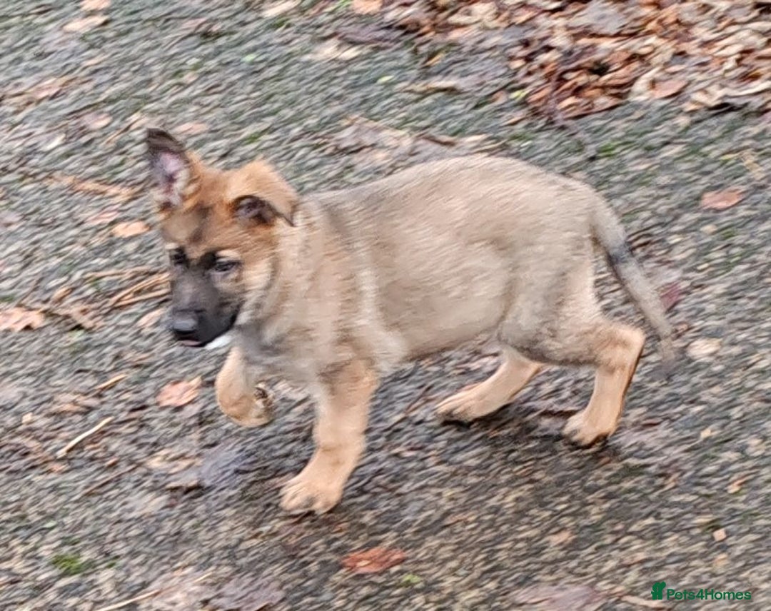 German Shepherd dogs for sale: German Shepherd Puppies - Advert 8