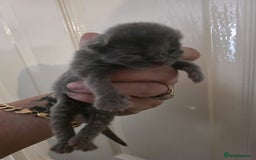 British Shorthair cats for sale: 1 male 1 female British shorthair kitten for sale  - Image 7
