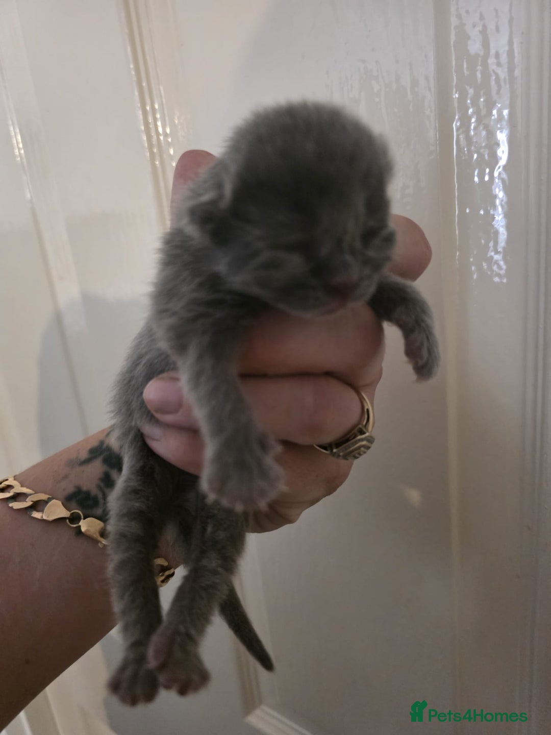 British Shorthair cats for sale: 1 male 1 female British shorthair kitten for sale  - Image 7