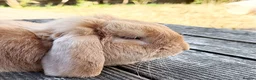 Mini Lop rabbits for sale:  mini lop - Advert 4