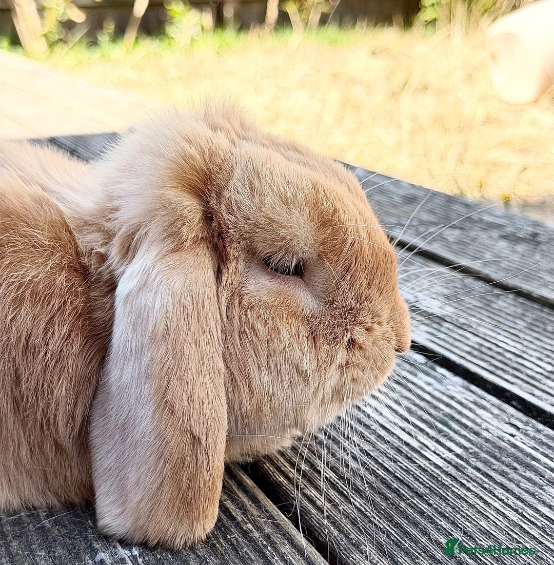 Mini Lop rabbits for sale:  mini lop - Advert 4