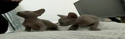 Sphynx cats for sale: Looking for for ever home ready for  **   in Merthyr Tydfil - Advert 5