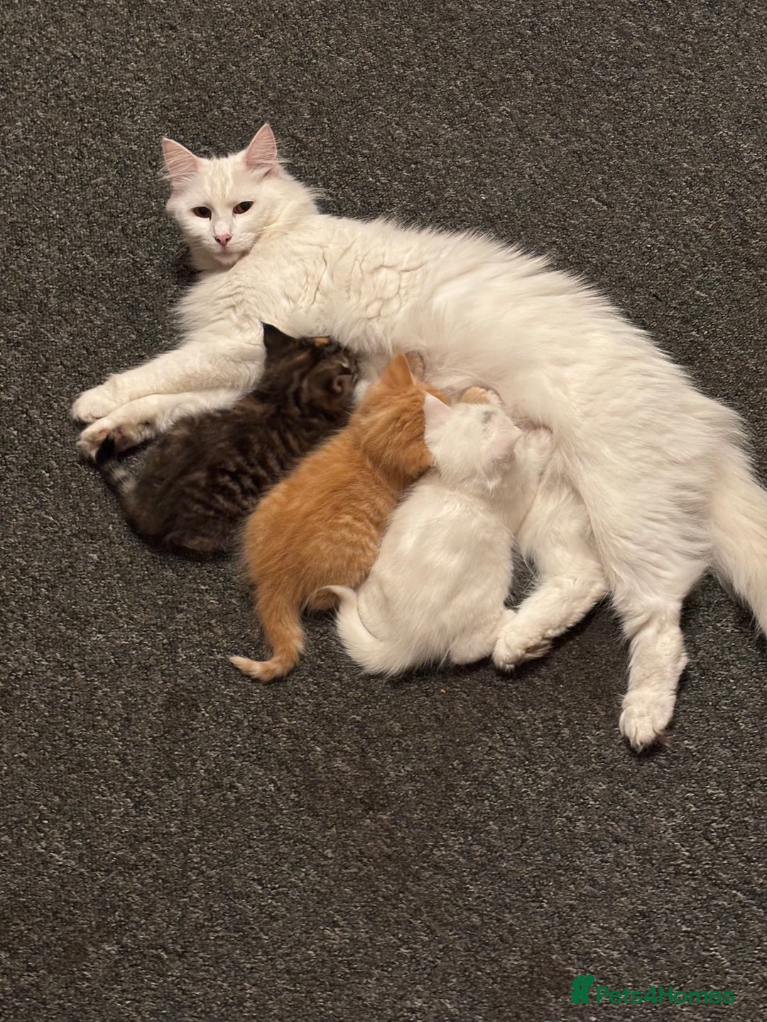 Norwegian Forest Cat cats for sale: Norwegian Forest Cat Kittens  - Advert 7