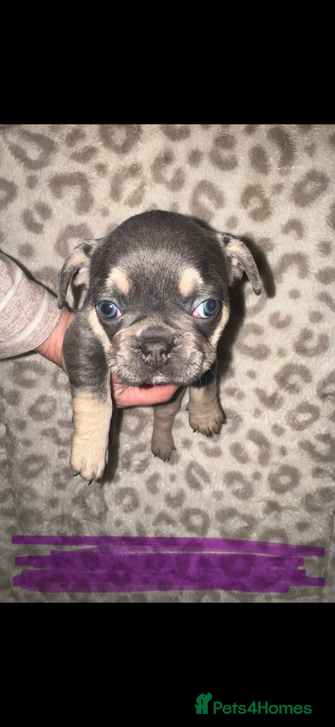 French Bulldog dogs for sale: Frenchies - Advert 2