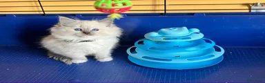 Ragdoll 8 - Black girl (2 litter)