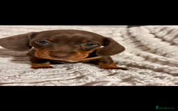 Dachshund dogs for sale: Litter of 5 beautiful dachshund pups for sale. - Image 3