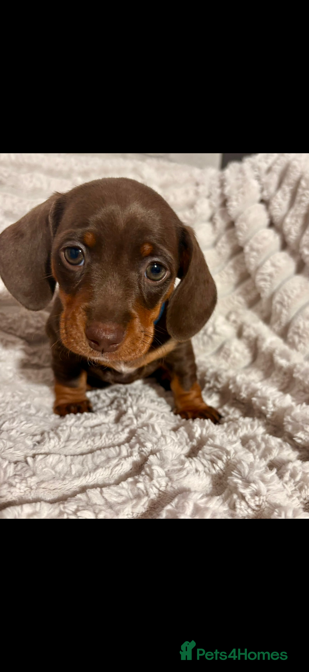 Dachshund dogs for sale: Litter of 5 beautiful dachshund pups for sale. - Image 3
