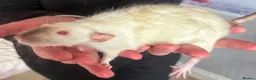 Rat rodents for sale: Beautiful little baby rats - Advert 2