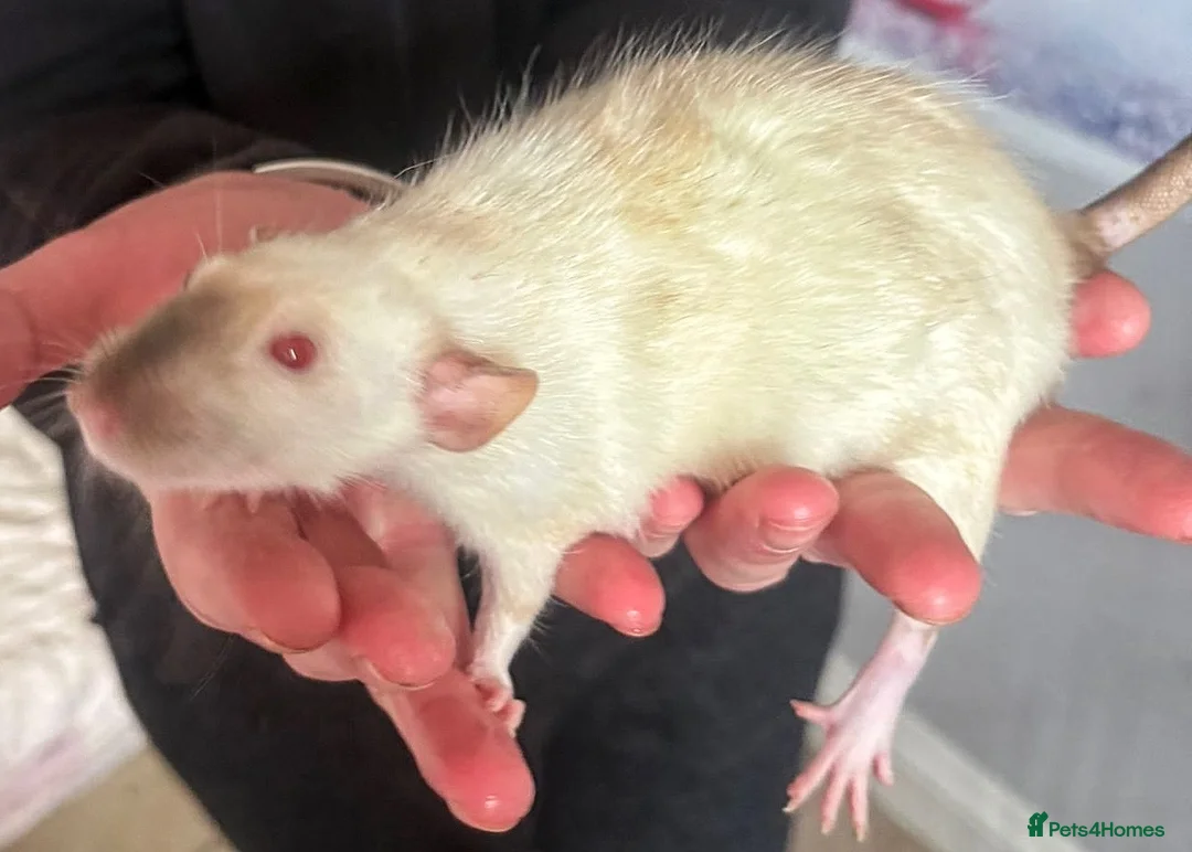 Rat rodents for sale: Beautiful little baby rats - Advert 2