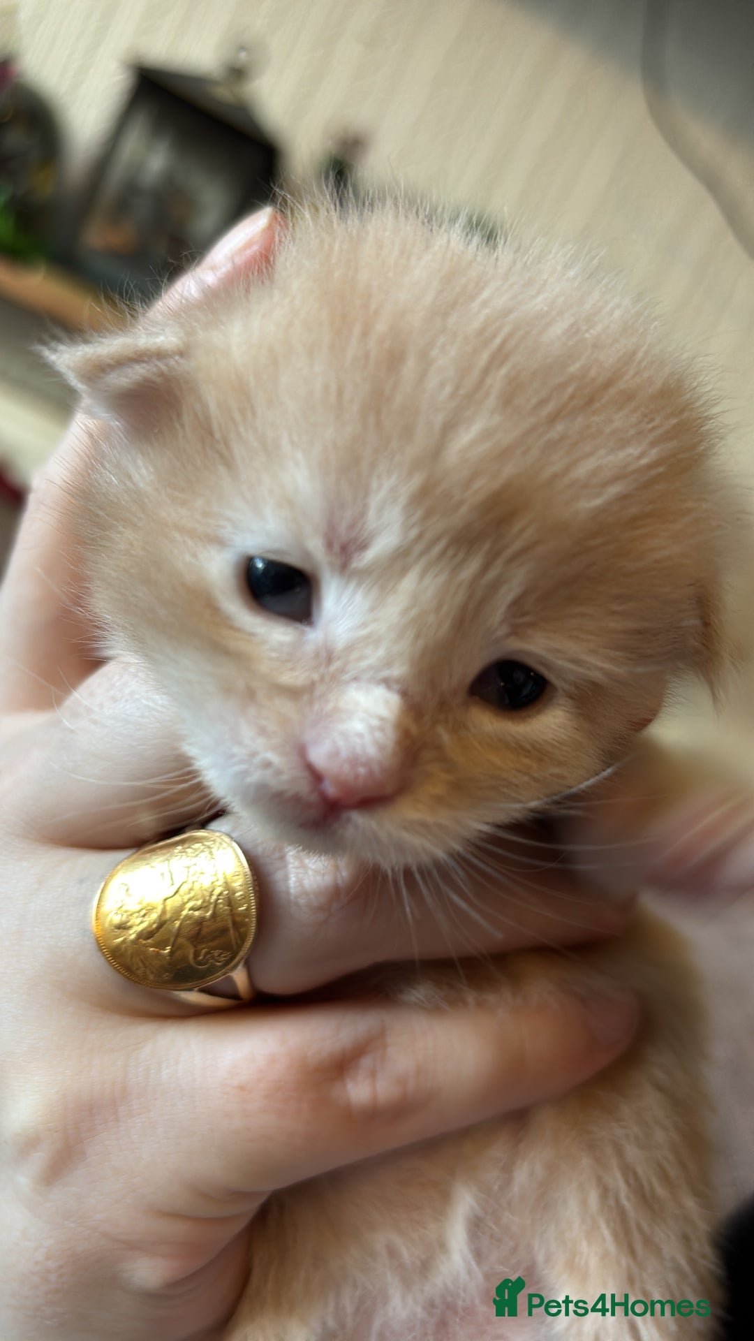 Maine Coon cats for sale: 5 Maine coon babies  - Advert 2