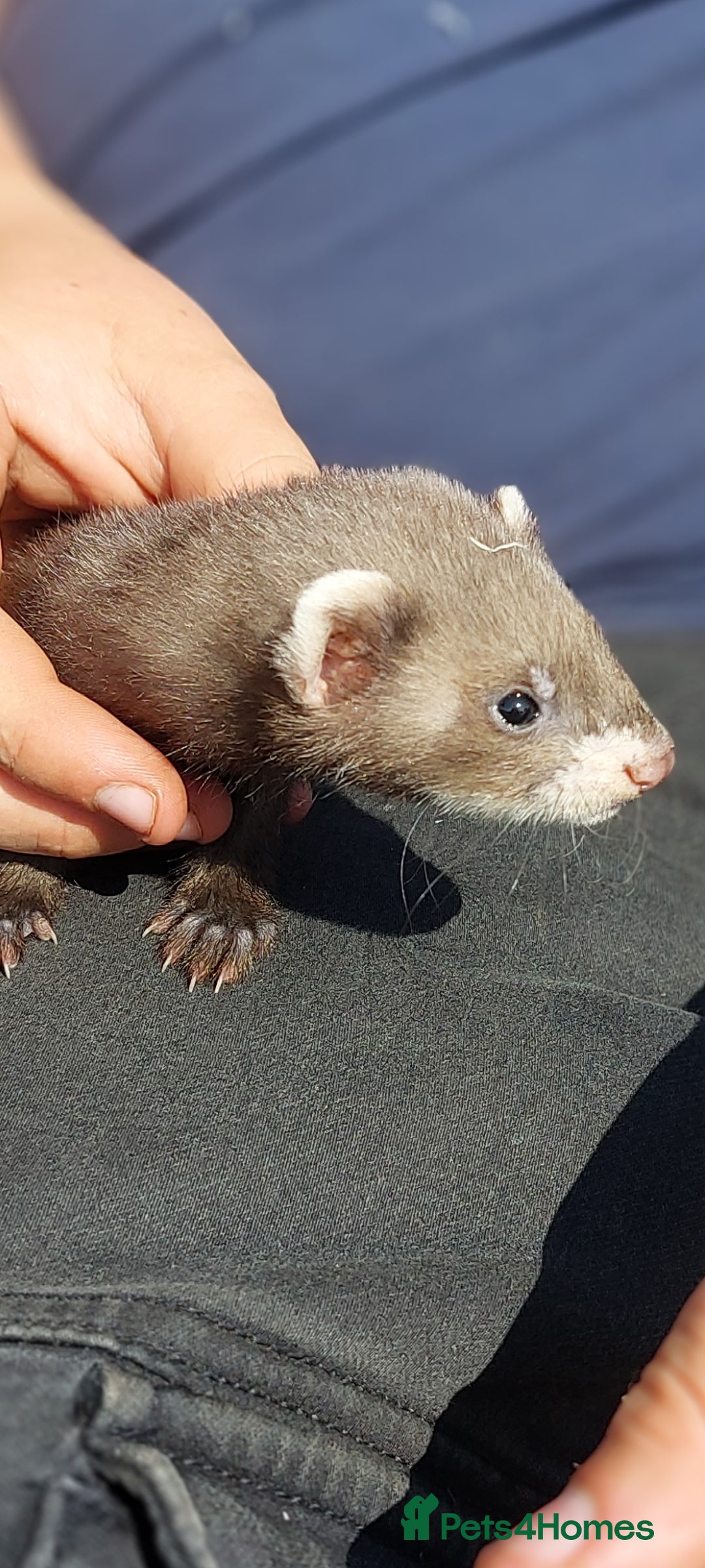 Ferret rodents Ready now. EU Polecat cross ferret kits - Advert 2