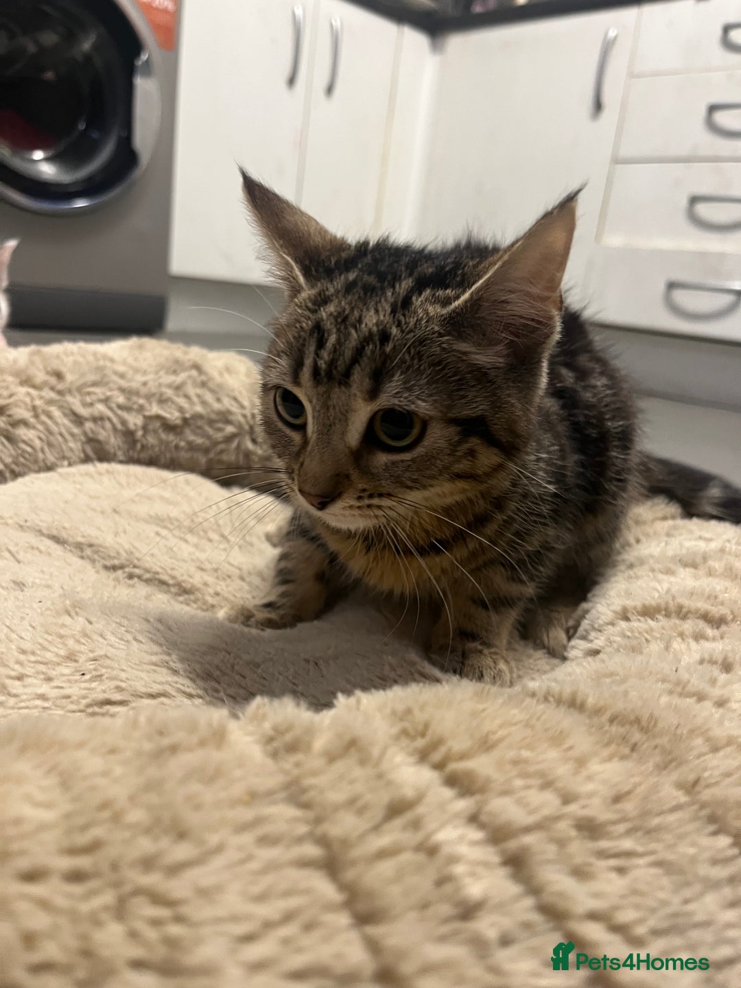 Mixed Breed cats for sale: Beautiful 12 week old Girl kitten for sale - Advert 2