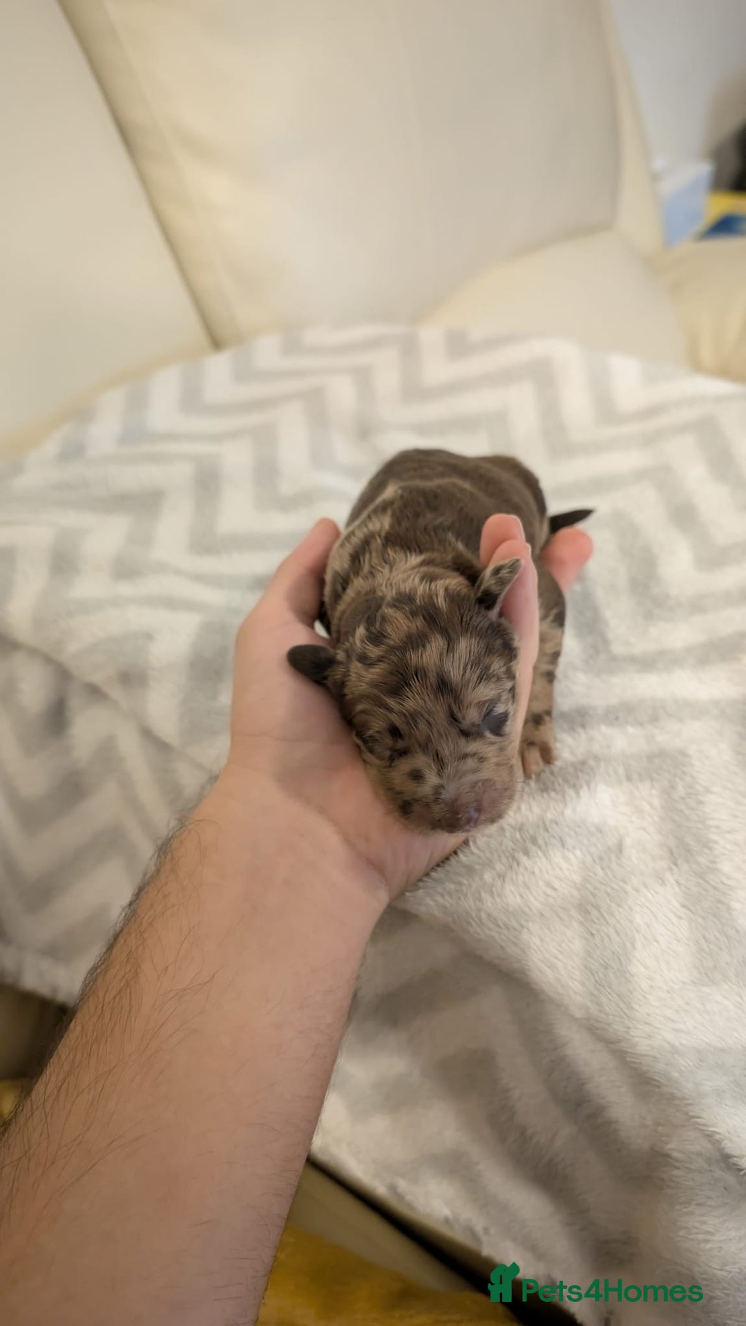 Labradoodle dogs for sale: 11 adorable Labradoodle puppies - Image 3