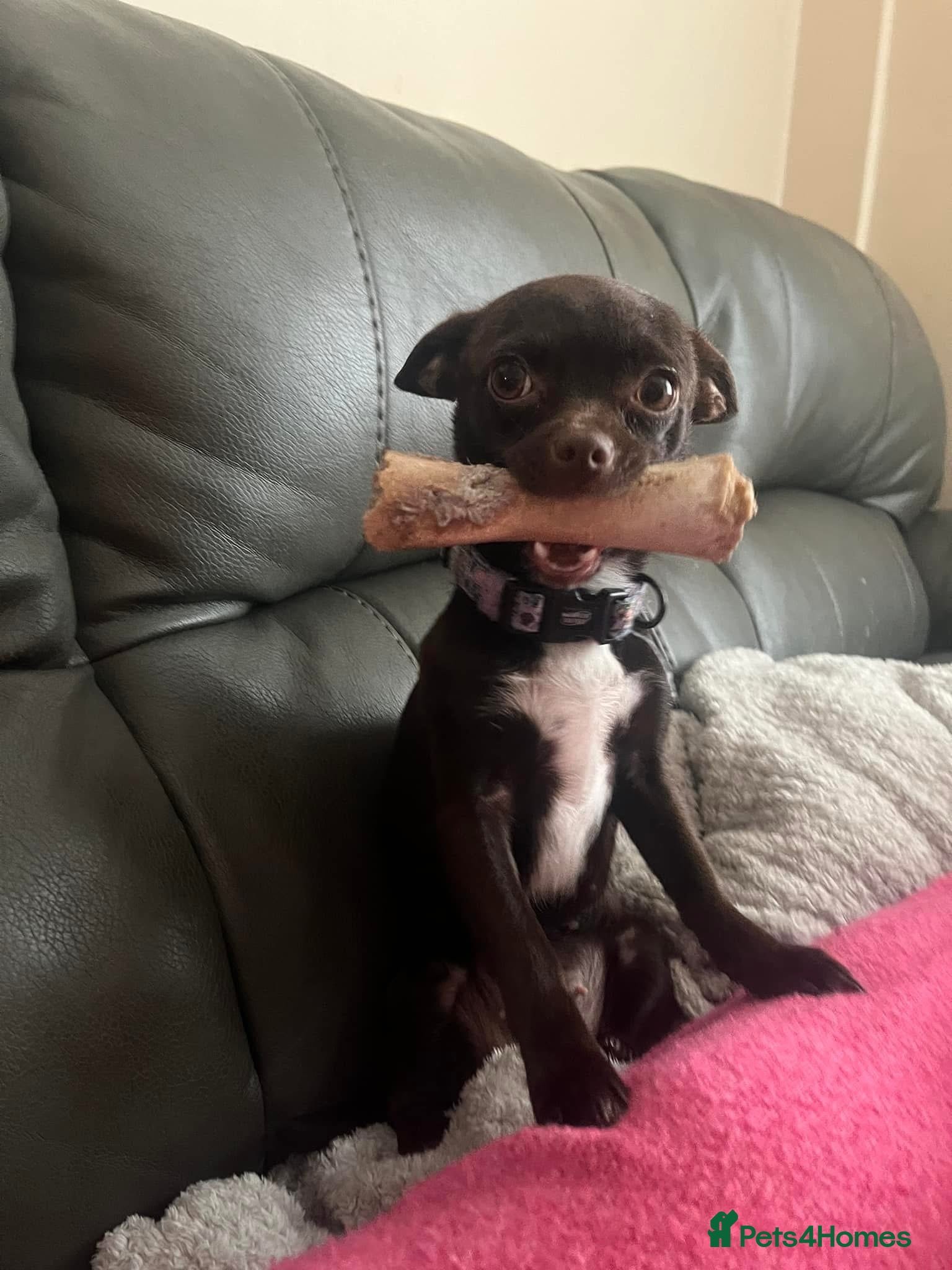 Chihuahua dogs Eye catching,in demand,quality chihuahua pups.  - Advert 2