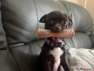 Chihuahua dogs Eye catching,in demand,quality chihuahua pups. - Advert 2