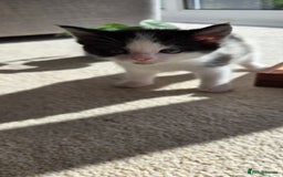 Mixed Breed cats for sale: Adorable Black & White Kittens - Image 14