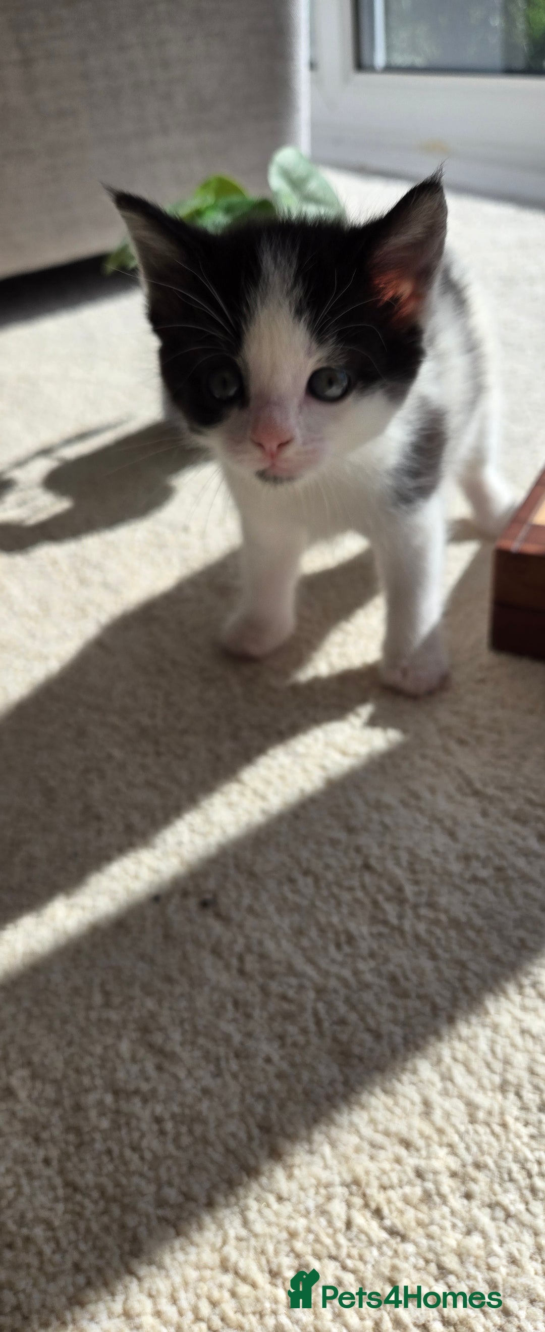Mixed Breed cats for sale: Adorable Black & White Kittens - Image 14