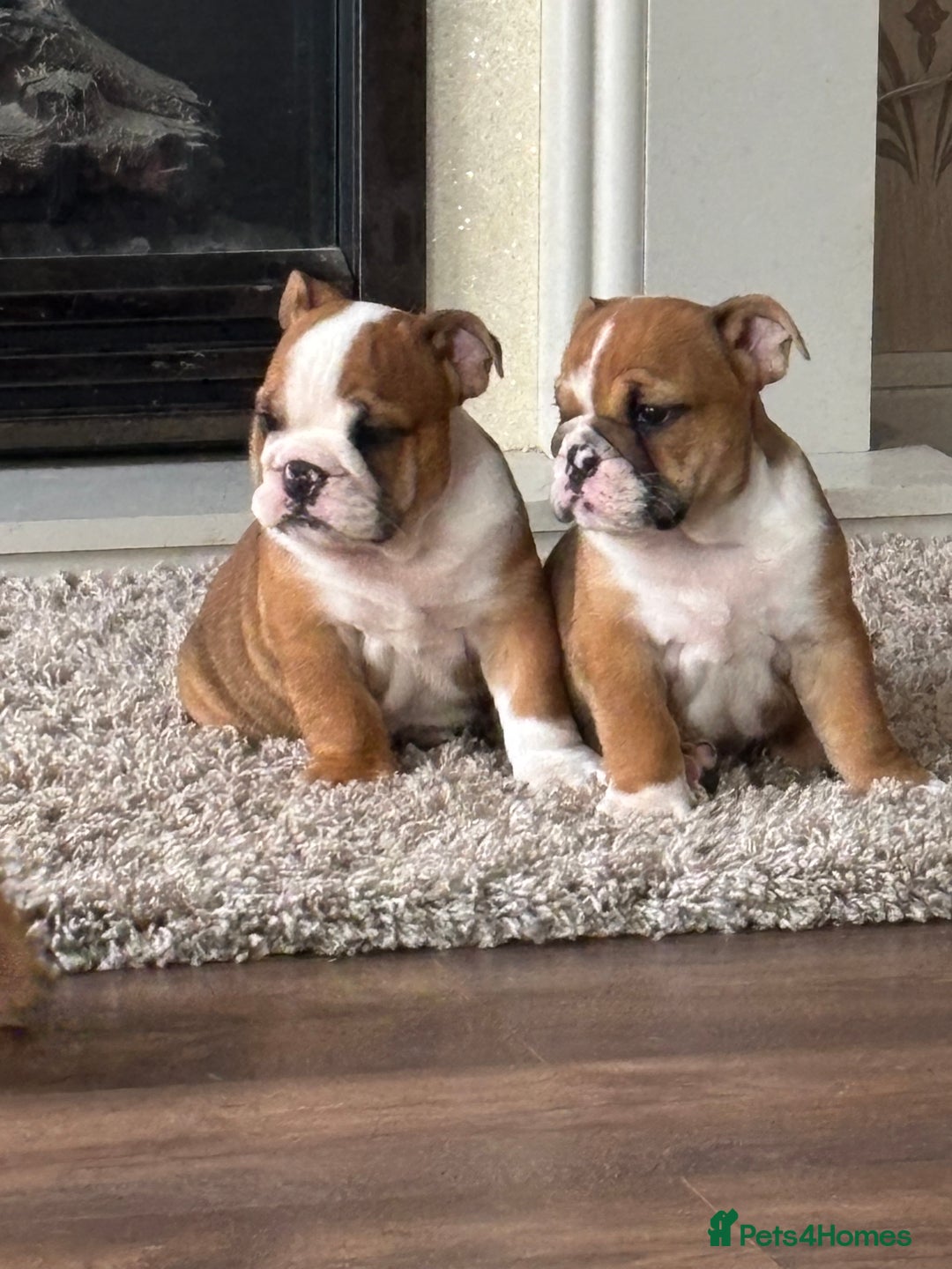 English Bulldog dogs for sale: English bulldog puppies  - Image 25