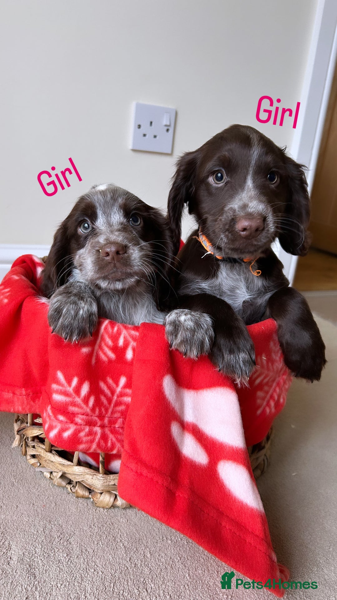 Cocker Spaniel dogs for sale: PUPPYS READY TO GO🐶🩷🩵 - Image 6