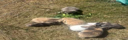 English Lop rabbits for sale: Baby Lop’s ready  in Tamworth - Advert 1