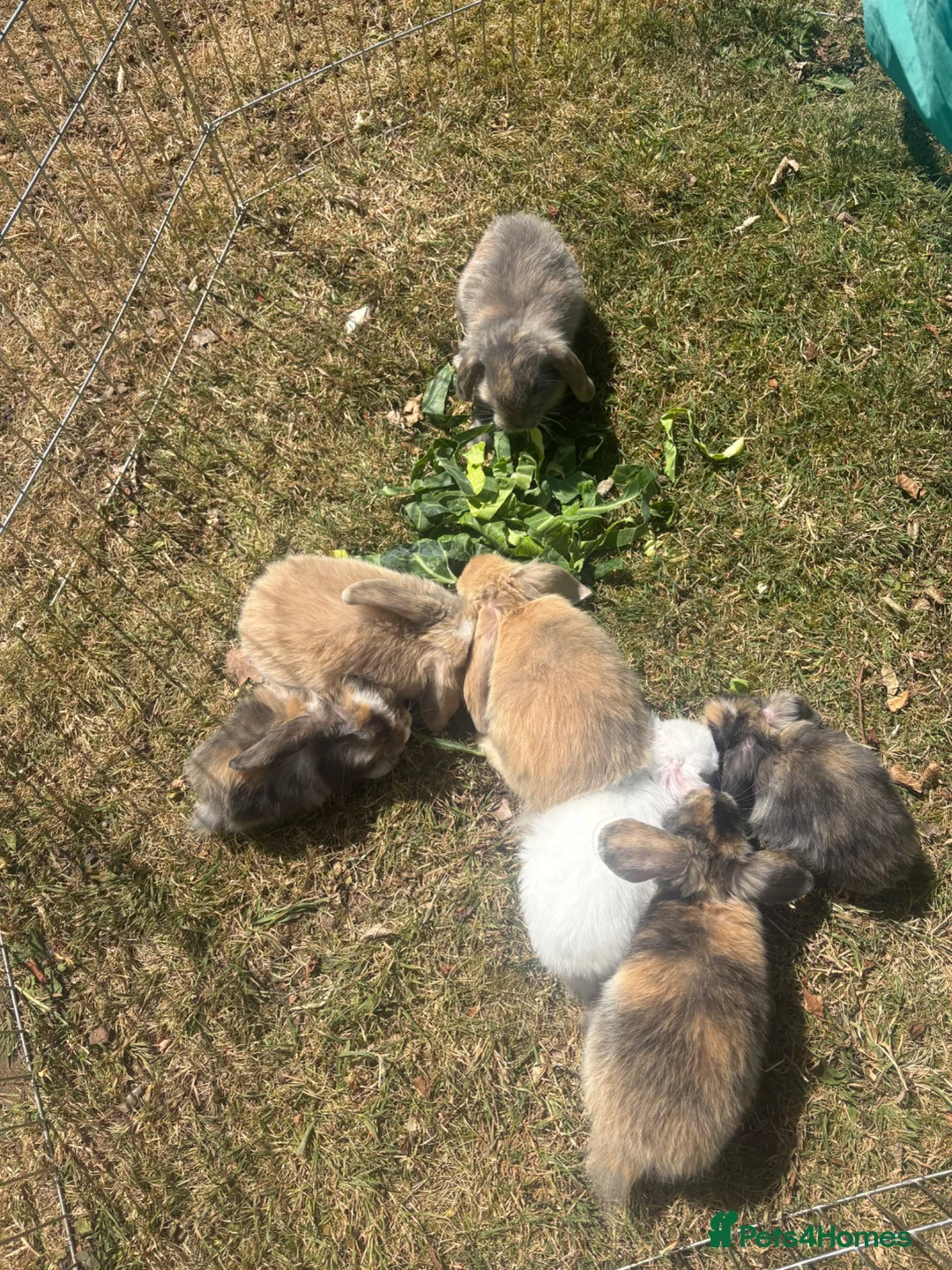 English Lop rabbits for sale: Baby Lop’s ready  in Tamworth - Advert 1