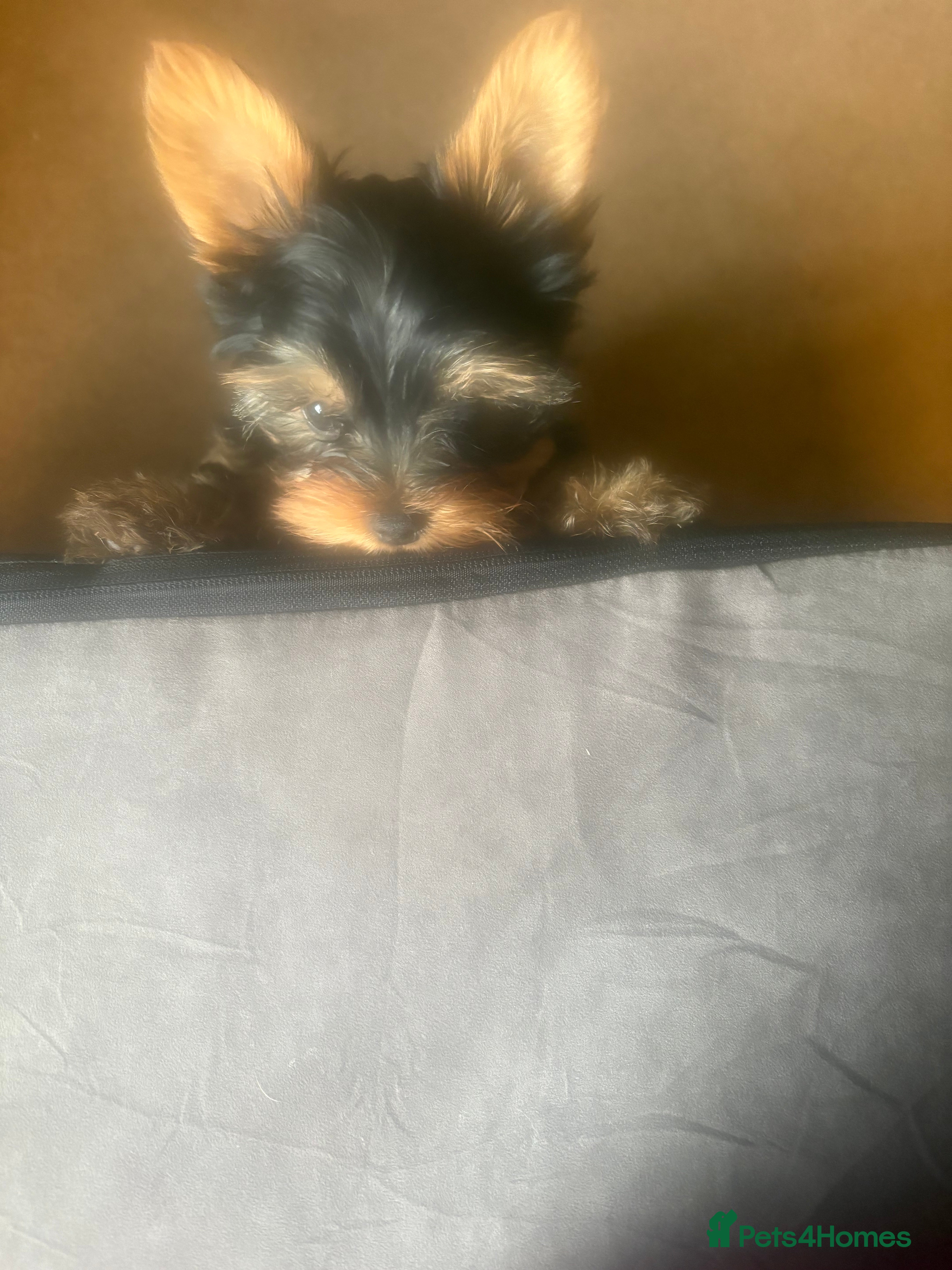 Yorkshire Terrier dogs Absolutely stunning  mini yorkie boy  - Advert 1