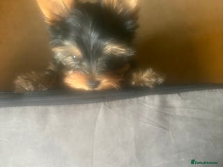 Yorkshire Terrier dogs Absolutely stunning mini yorkie boy - Advert 5