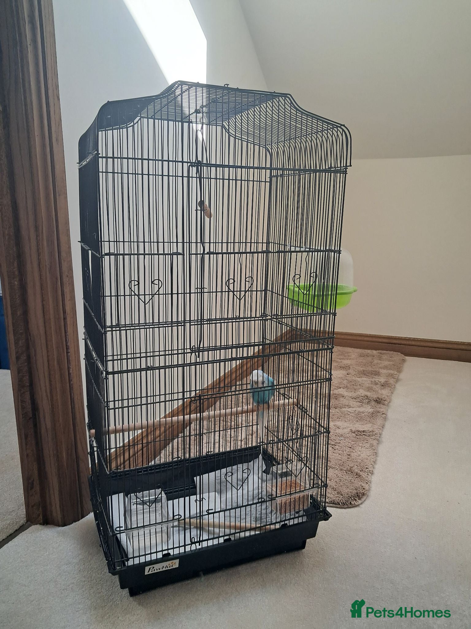 Budgerigars birds Beautiful Budgie with cage  - Advert 11