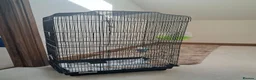 Budgerigars birds for sale: Beautiful Budgie with cage  in Ashbourne - Advert 1