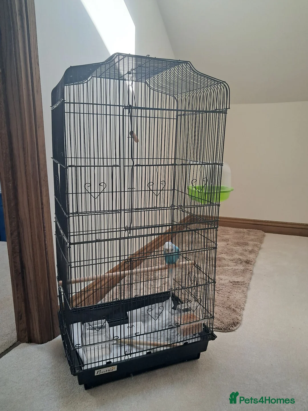 Budgerigars birds for sale: Beautiful Budgie with cage  in Ashbourne - Advert 1