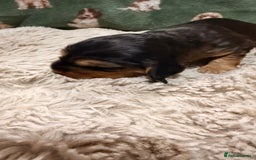 Cocker Spaniel dogs for sale: Gorgeously adorable Show Cocker Spaniels - Advert 26