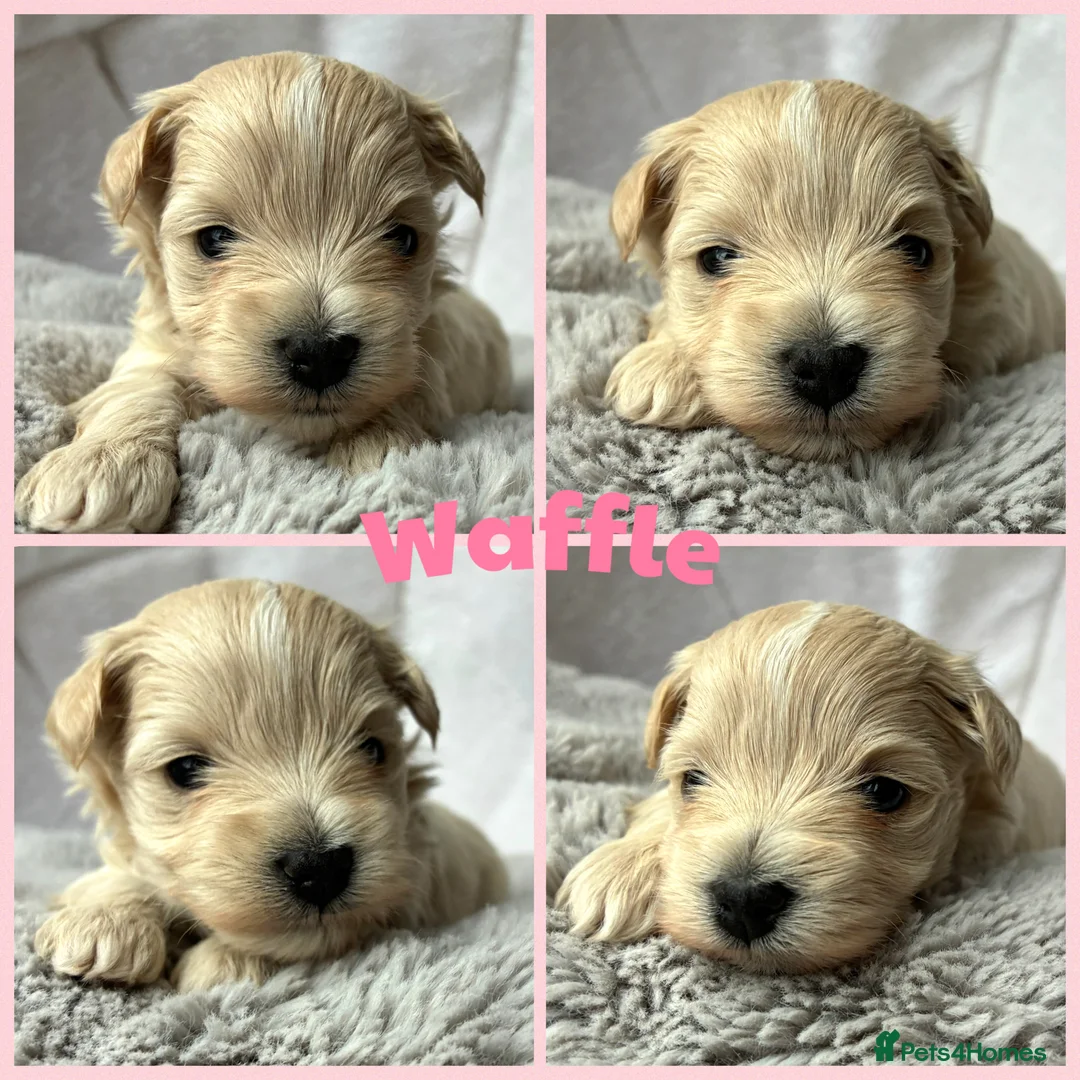 Miniature Schnauzer dogs for sale: 1 CHOC GIRL - KC TOY/MINI SCHNAUZER MAC/BVA CLEAR - Advert 20